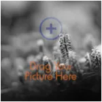 Prints 10x10,  No Bleed