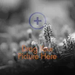 Scrapbooking (no grid)